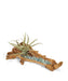 T&C Floral Company Home Decor Fluorite Baby Wooden Log with Succulents & Stones