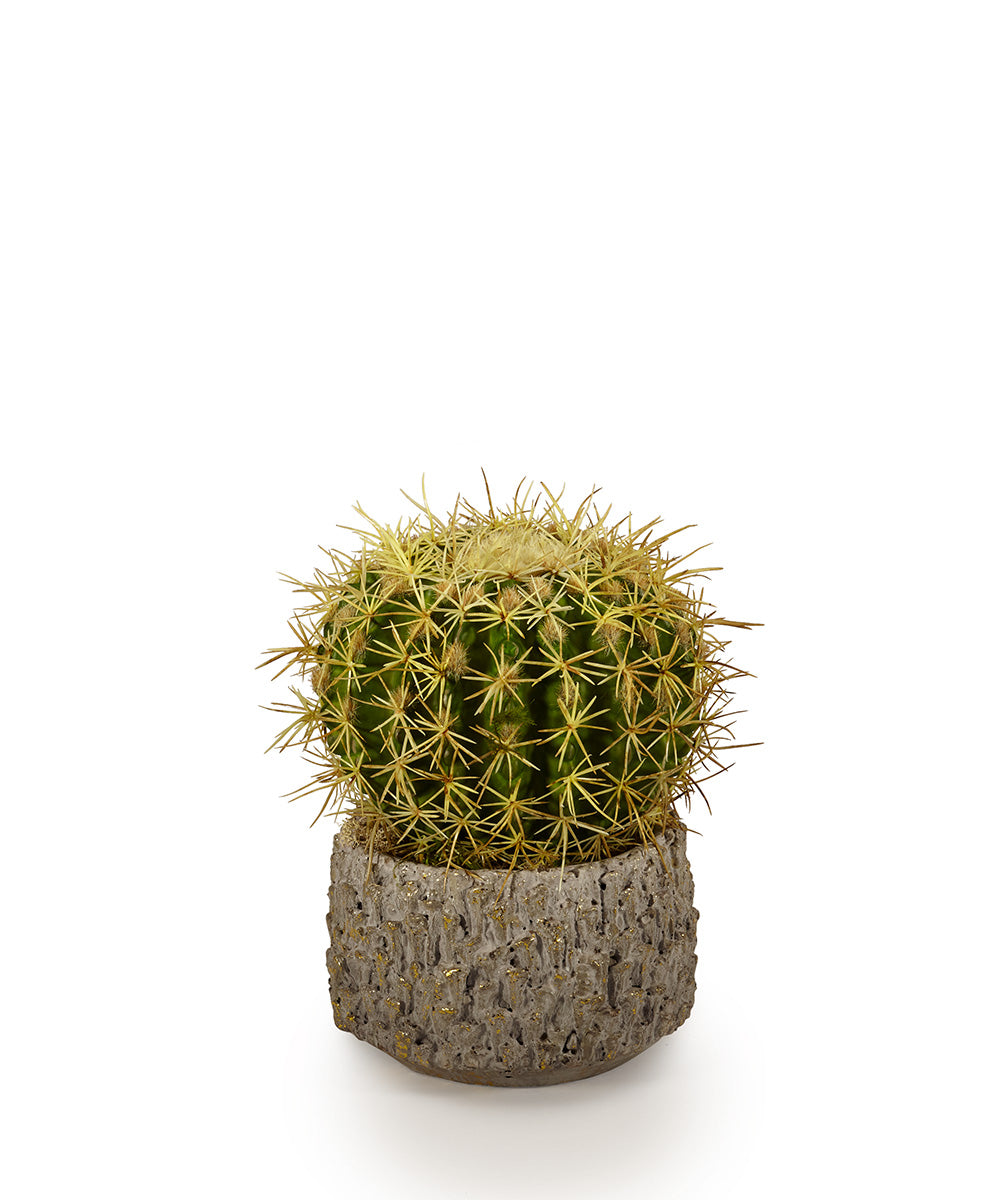 T&C Floral Company Home Decor Barrel Cactus in Clay Container
