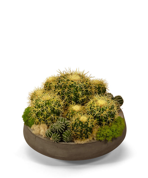 T&C Floral Company Home Decor Barrel Cactus in Large Concrete Bowl