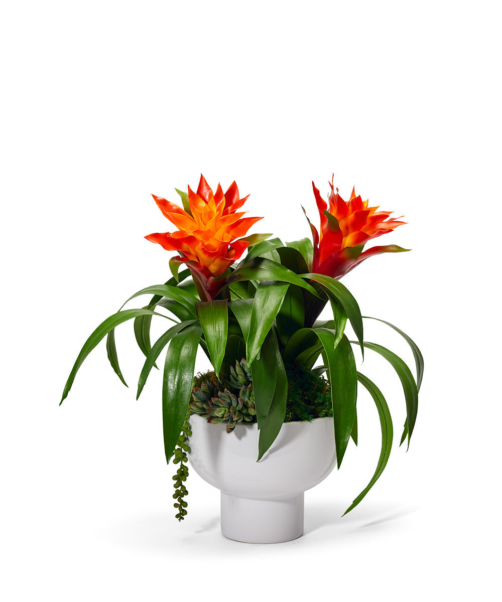 T&C Floral Company Home Decor Orange Bromeliad in a Unique Contemporary Container