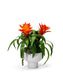 T&C Floral Company Home Decor Orange Bromeliad in a Unique Contemporary Container