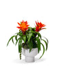 T&C Floral Company Home Decor Orange Bromeliad in a Unique Contemporary Container