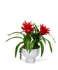 T&C Floral Company Home Decor Red Bromeliad in a Unique Contemporary Container