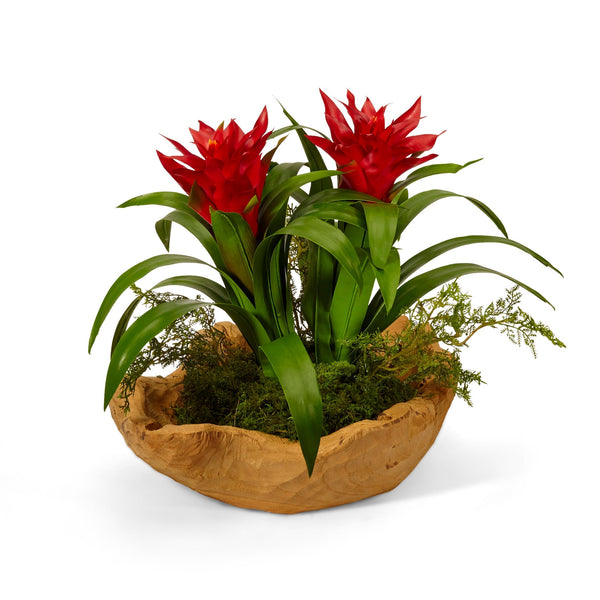 T&C Floral Company Home Decor Bromeliads in Hand Carved Wood Bowl