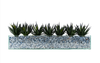 T&C Floral Company Home Decor Design Your Own Agave Arrangement
