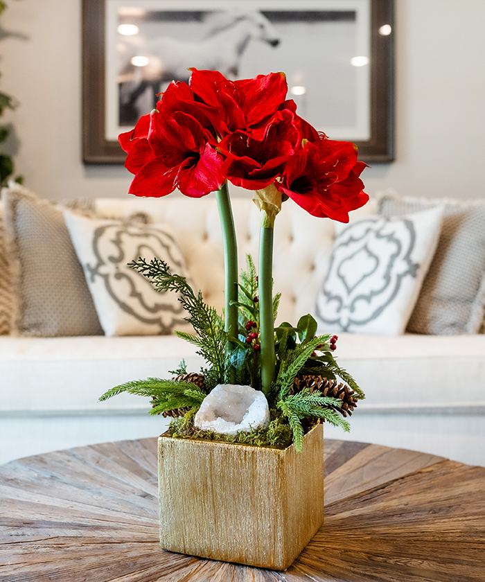 T&C Floral Company Home Decor Red Double Amaryllis in Gold Square
