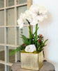 T&C Floral Company Home Decor White Double Amaryllis in Gold Square