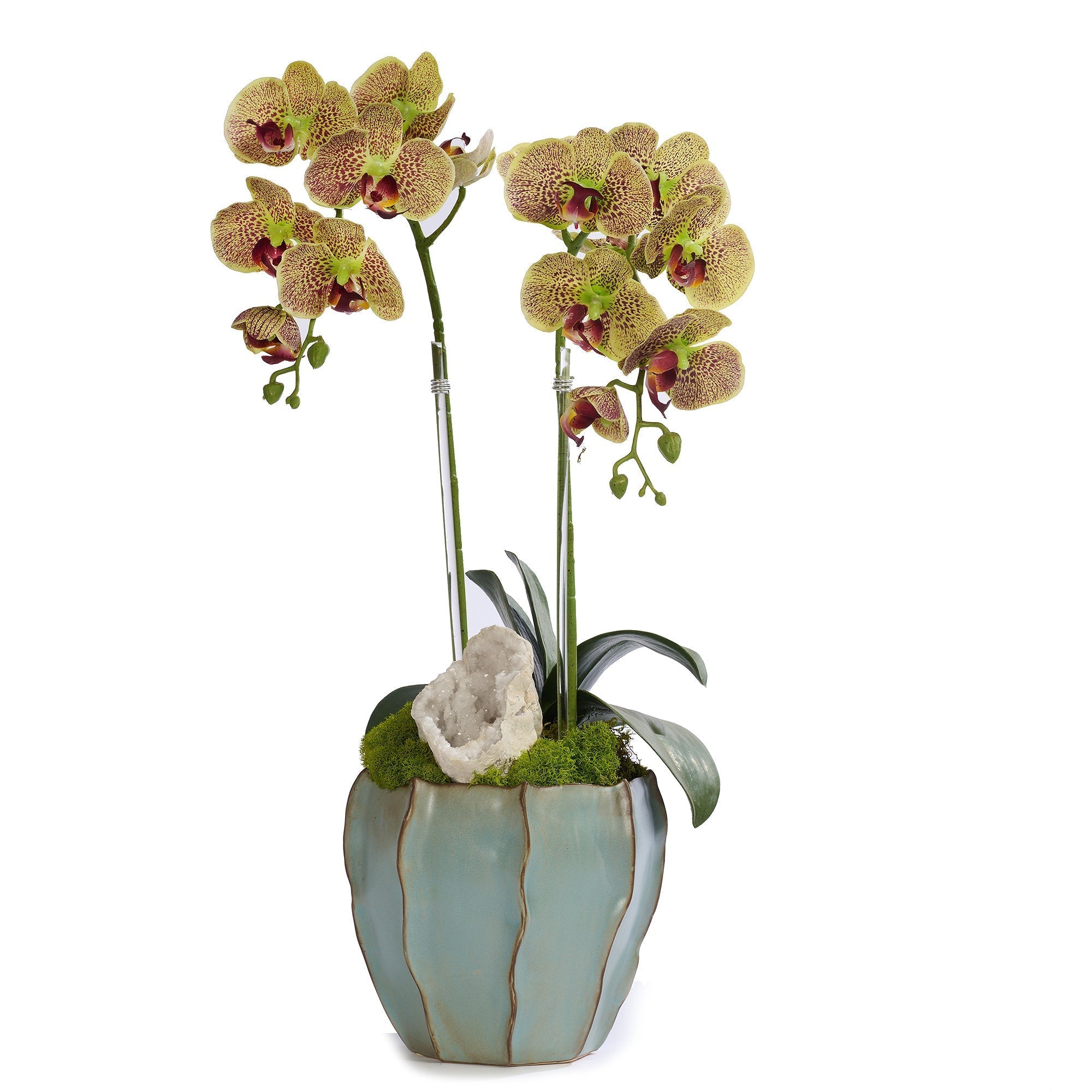 T&C Floral Company Home Decor Green Double Orchid in Blue Finned Pot