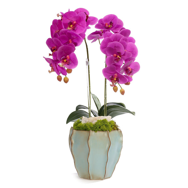 T&C Floral Company Home Decor Fuchsia Double Orchid in Blue Finned Pot