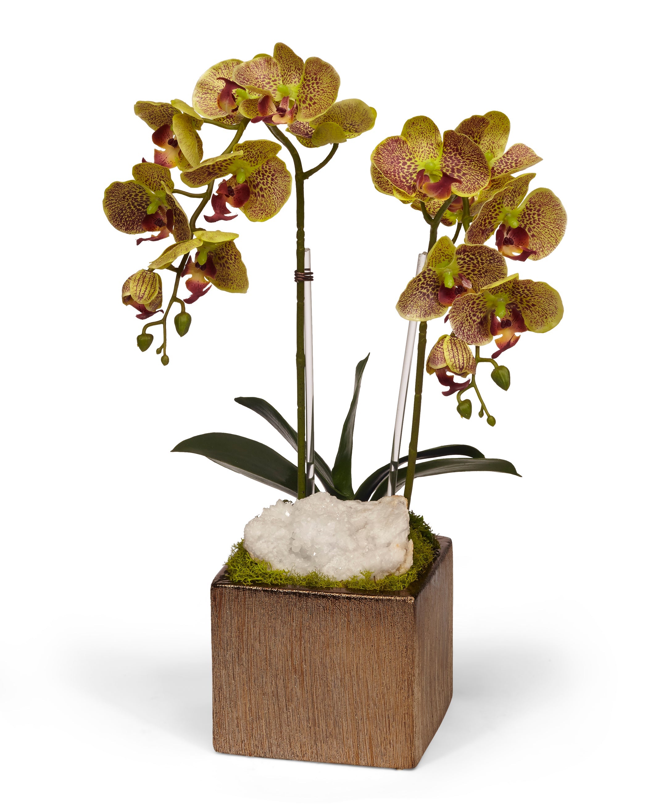 T&C Floral Company Home Decor Green Double Orchid in Bronze Square