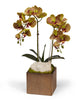 T&C Floral Company Home Decor Green Double Orchid in Bronze Square