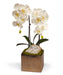 T&C Floral Company Home Decor White Double Orchid in Bronze Square