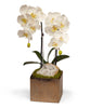 T&C Floral Company Home Decor White Double Orchid in Bronze Square