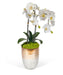 T&C Floral Company Home Decor Double Orchid in Champagne Container