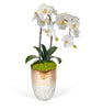 T&C Floral Company Home Decor Double Orchid in Champagne Container