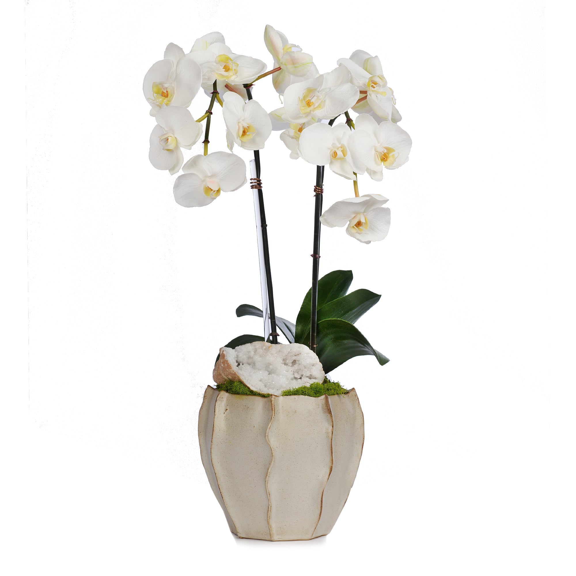 T&C Floral Company Home Decor Fuchsia/Quartz Double Orchid in Cream Finned Pot