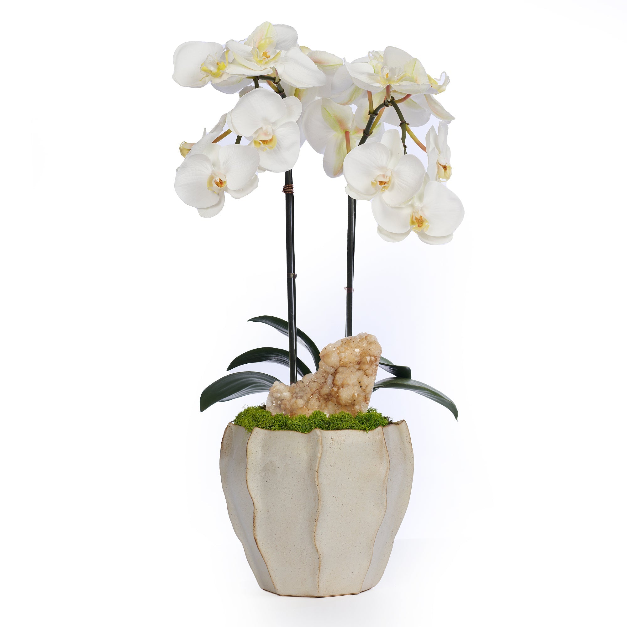 T&C Floral Company Home Decor Double Orchid in Cream Finned Pot