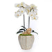 T&C Floral Company Home Decor Double Orchid in Cream Finned Pot
