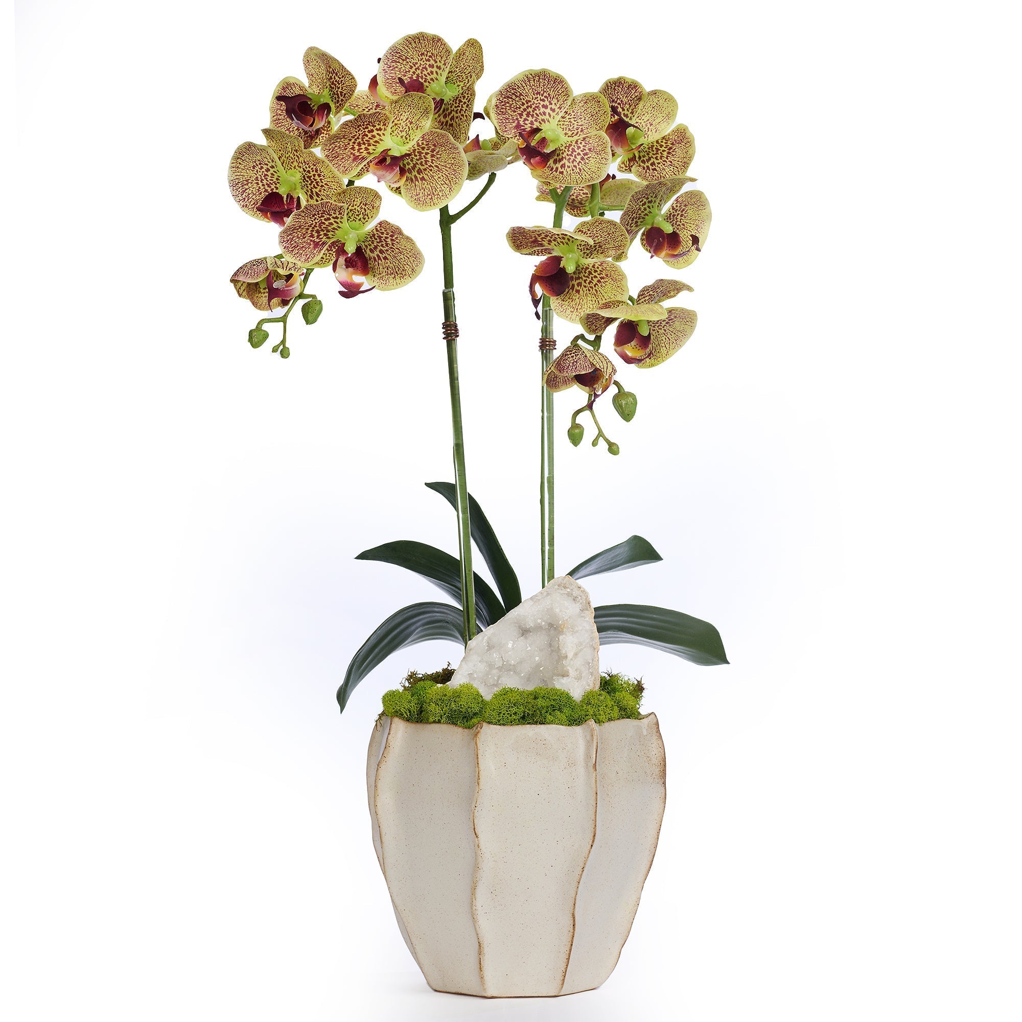 T&C Floral Company Home Decor Double Orchid in Cream Finned Pot