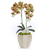 T&C Floral Company Home Decor Double Orchid in Cream Finned Pot