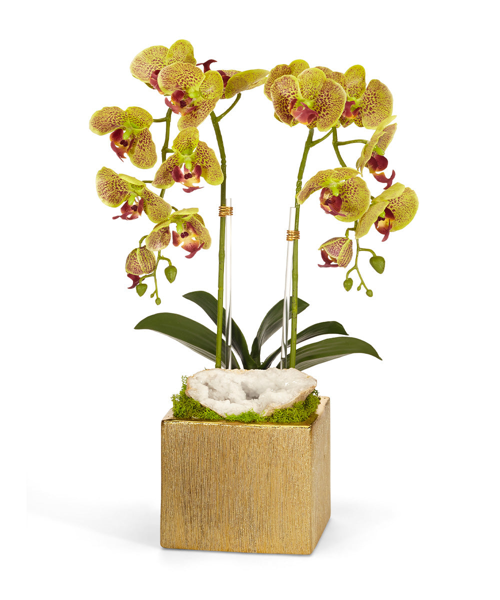 T&C Floral Company Home Decor Green Double Orchid in Gold Square