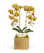 T&C Floral Company Home Decor Green Double Orchid in Gold Square