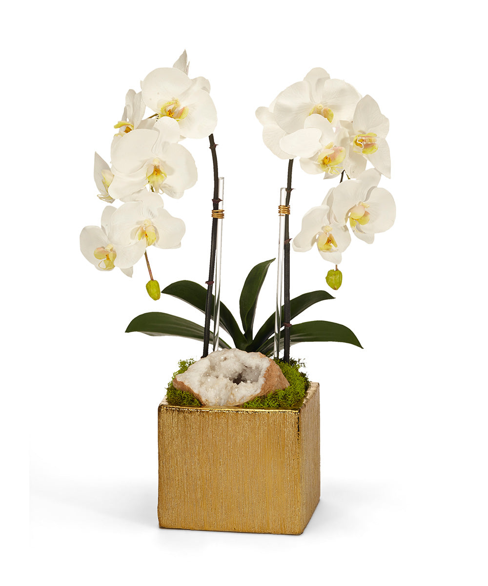 T&C Floral Company Home Decor White Double Orchid in Gold Square