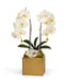 T&C Floral Company Home Decor White Double Orchid in Gold Square