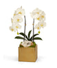 T&C Floral Company Home Decor White Double Orchid in Gold Square