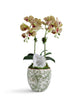 T&C Floral Company Home Decor Double  Orchid in Green & White Floral Ceramic Vase Green
