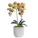 T&C Floral Company Home Decor Green Double Orchid in Scalloped Cream Container