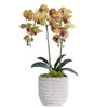 T&C Floral Company Home Decor Green Double Orchid in Scalloped Cream Container