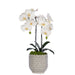 T&C Floral Company Home Decor White Double Orchid in Scalloped Cream Container