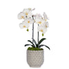 T&C Floral Company Home Decor White Double Orchid in Scalloped Cream Container