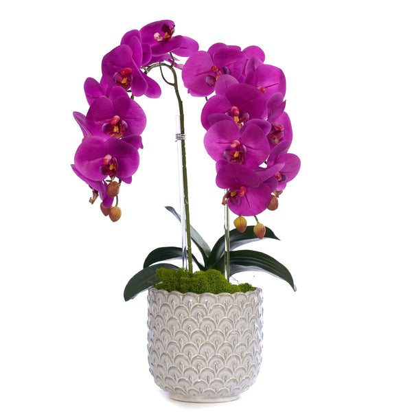 T&C Floral Company Home Decor Fuschia Double Orchid in Scalloped Cream Container