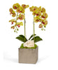 T&C Floral Company Home Decor Green Double Orchid in Silver Square