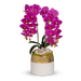 T&C Floral Company Home Decor Fuchsia Double Orchid in White Container with Gold Rim