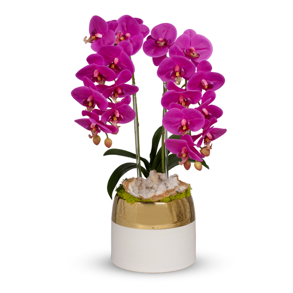 T&C Floral Company Home Decor Fuchsia Double Orchid in White Container with Gold Rim