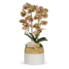 T&C Floral Company Home Decor Green Double Orchid in White Container with Gold Rim