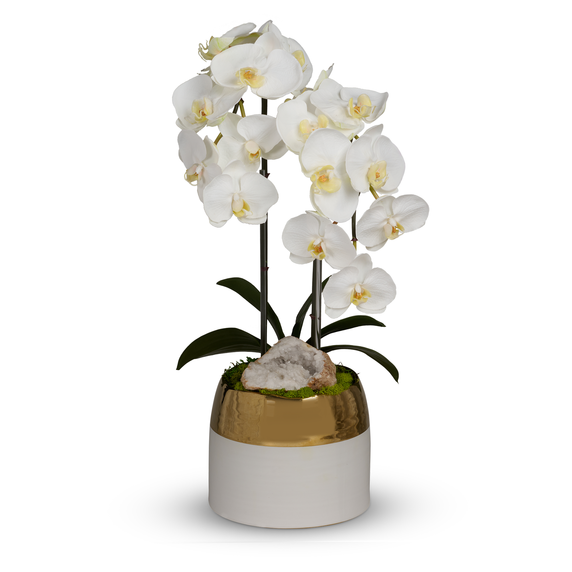 T&C Floral Company Home Decor White Double Orchid in White Container with Gold Rim