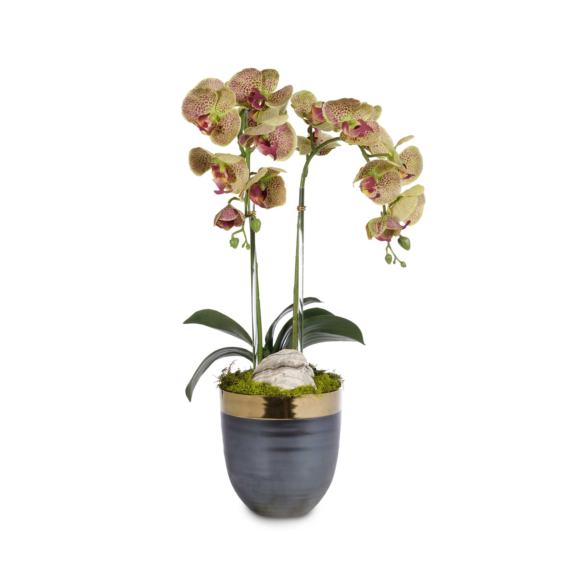 T&C Floral Company Home Decor Green Double Orchids in Bronze Container with Gold Rim