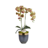 T&C Floral Company Home Decor Green Double Orchids in Bronze Container with Gold Rim