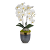 T&C Floral Company Home Decor White Double Orchids in Bronze Container with Gold Rim