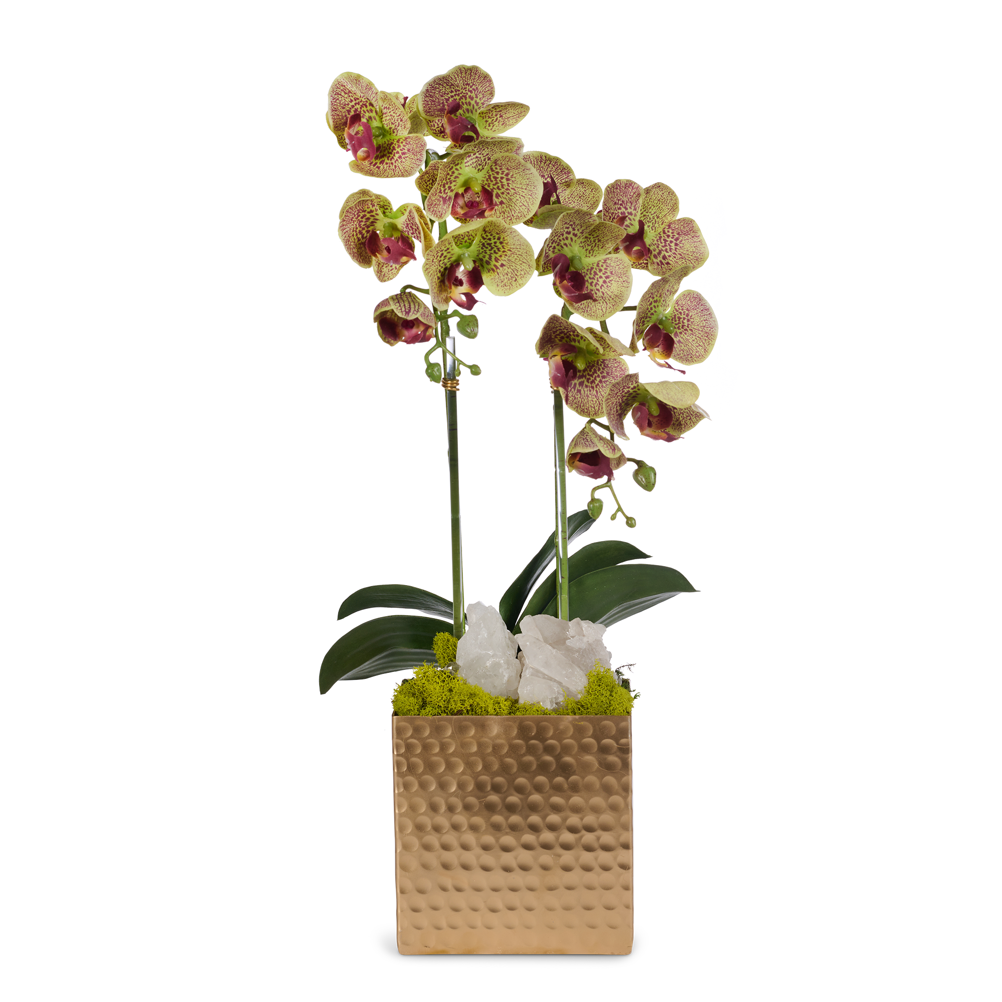 T&C Floral Company Home Decor Green Double Orchids in Gold Hammered Metal Square Container with Quartz