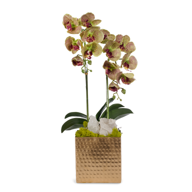 T&C Floral Company Home Decor Green Double Orchids in Gold Hammered Metal Square Container with Quartz