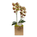 T&C Floral Company Home Decor Green Double Orchids in Gold Hammered Metal Square Container with Quartz