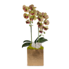 T&C Floral Company Home Decor Green Double Orchids in Gold Hammered Metal Square Container with Quartz