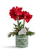 T&C Floral Company Home Decor Double Red Amaryllis in Green Oriental Container Red