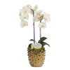 T&C Floral Company Home Decor White Double White Orchid in Gold Spike Pot