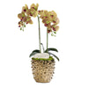 T&C Floral Company Home Decor Green Double White Orchid in Gold Spike Pot